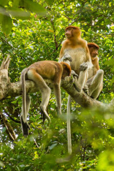 Maleisië - Neusapen
