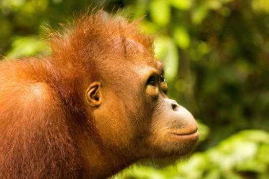 Maleisië - Sem, kwam een kijkje dichterbij nemen. Sepilok Oerang Oetang Sanctuary