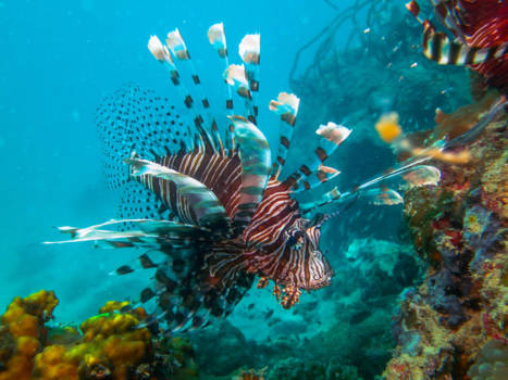 Maleisië - Onderwaterwereld Lankayan