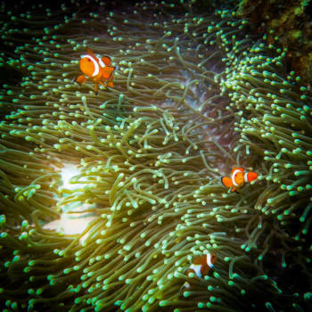 Maleisië - Onderwaterwereld Lankayan