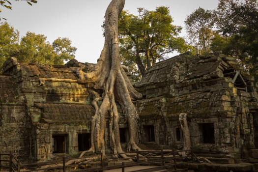 Cambodja - Ta Prohm tempel in Angkor complex