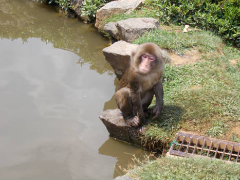Kyoto - Een frisse duik op deze warme zomermiddag!
