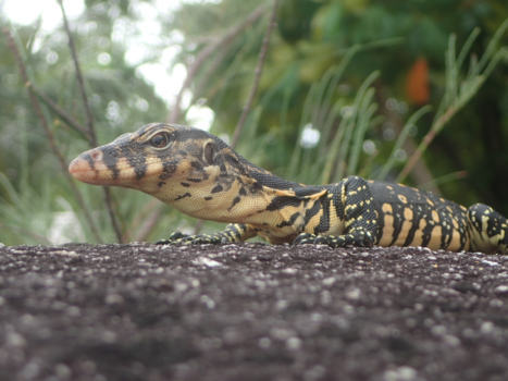 Bangkok - Watching over us