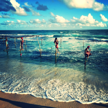 Sri Lanka - Paalvissers in sri lanka