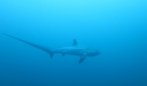 Malapascua Island - Thresher Shark