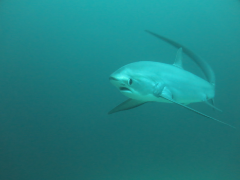 Malapascua Island - Thresher Shark