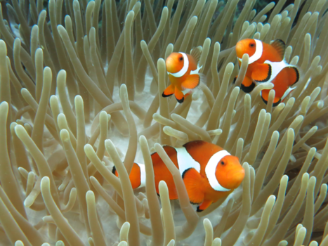 Malapascua Island - Nemo!