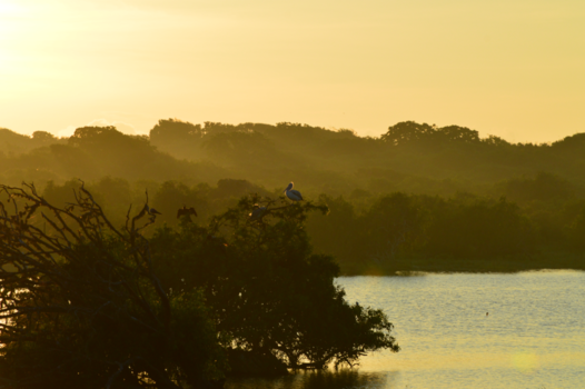 Thailand - Yala national park