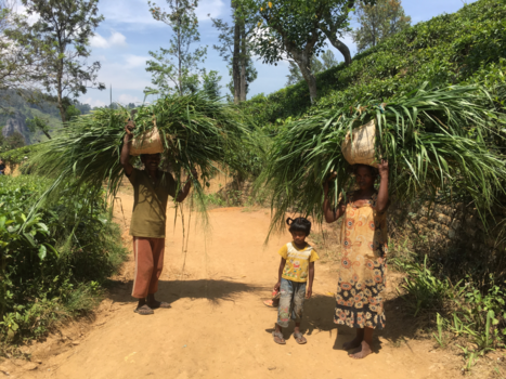 Sri Lanka - De mooiste mensen van sri lanka . De parel van het oosten.