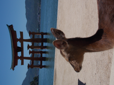 Japan - Een hert in Miyajima