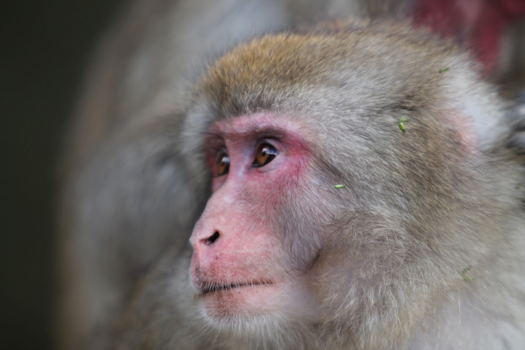 Japan - Snow monkey