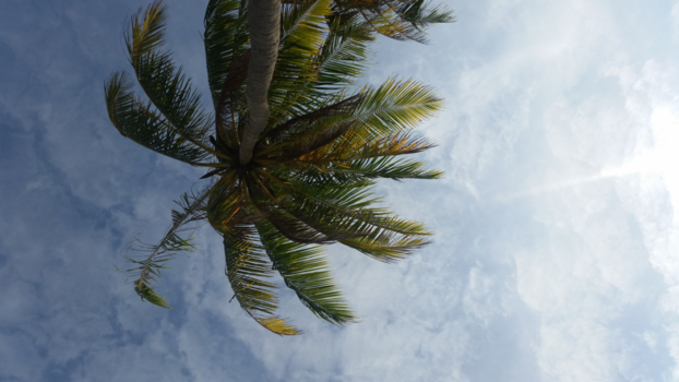 Phu Quoc Island - Palm tree N' blue skiezzz