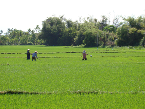 Vietnam - Harde werkers in rijstvelden in Vietnam