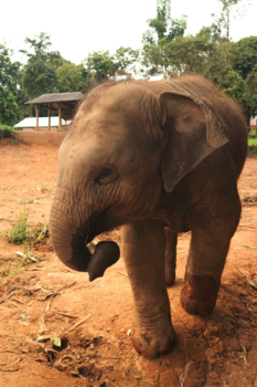 Chiang Mai - Elephants in Chiang Mai