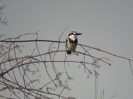 Chitwan National Park - Ijsvogel
