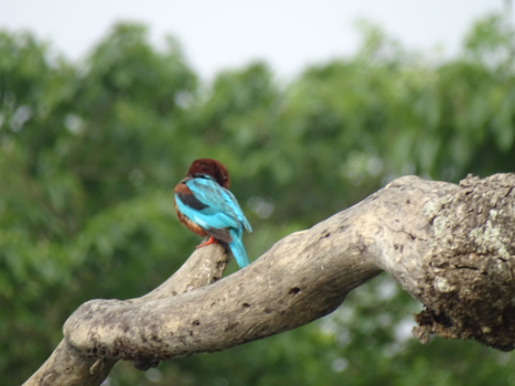 Chitwan National Park - Ijsvogel