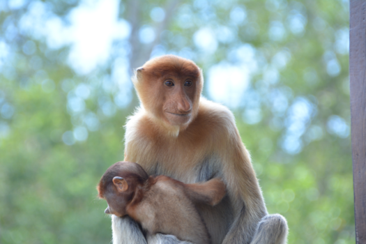 Rondreis door Maleisisch Borneo - Dutch Monkey op Borneo