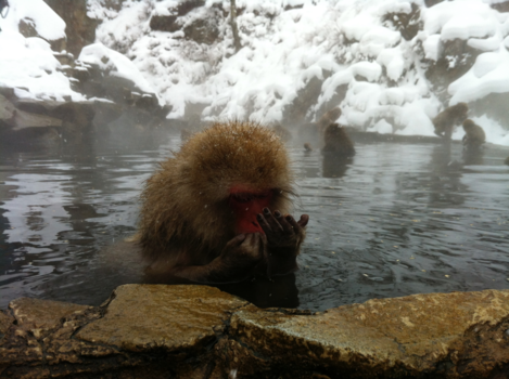 Japan - Aapjes kijken