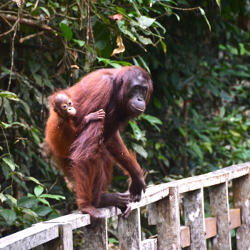 Rondreis door Maleisisch Borneo - De natuur op z'n mooist.