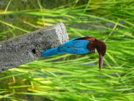 Chitwan National Park - Uitzicht vanuit het hostel