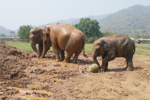 Rondreis Noord-Thailand - Olifantenfun in Elephant National Park (opvangcentrum voor mishandelde olifanten)