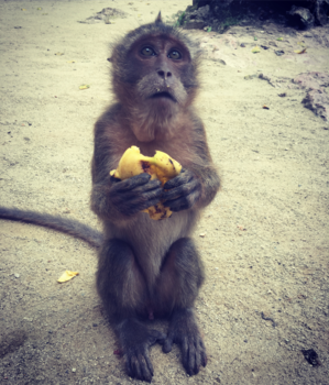 Rondreis Thailand in twee weken