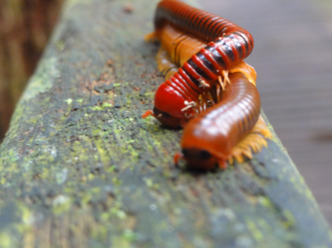 Rondreis door Maleisisch Borneo - Oog in Oog met de duizendpoter