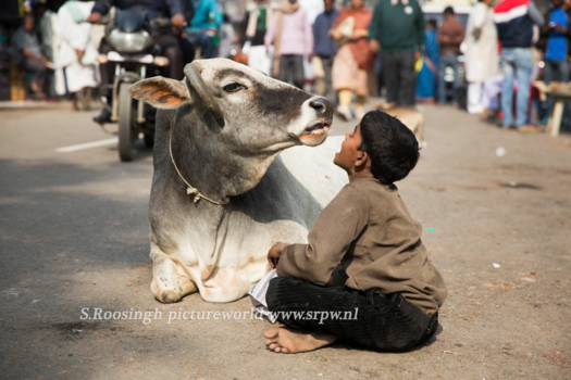 India - Talking with a cow