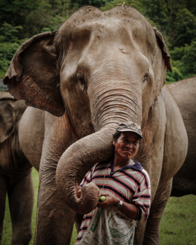 Chiang Mai - Saved friendly giant