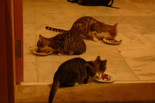 Turkije - Wildlife spotten in Oludeniz Fethiye