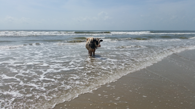 India - Ik had nog zo gezegd niet pootjebaden!