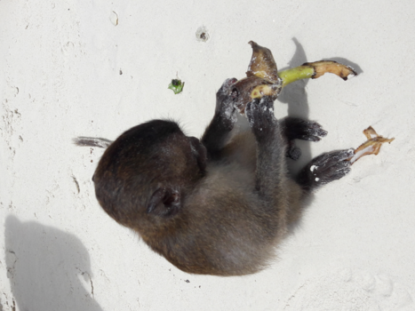 Rondreis Zuid-Thailand - Monkey island