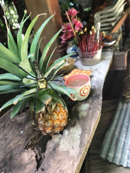 Koh Samui - Ananas shake