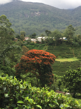 Sri Lanka - Prachtige landschappen