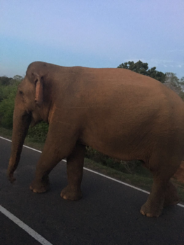 Sri Lanka - Overstekende olifant
