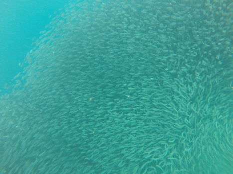 Filipijnen - Sardines attack!