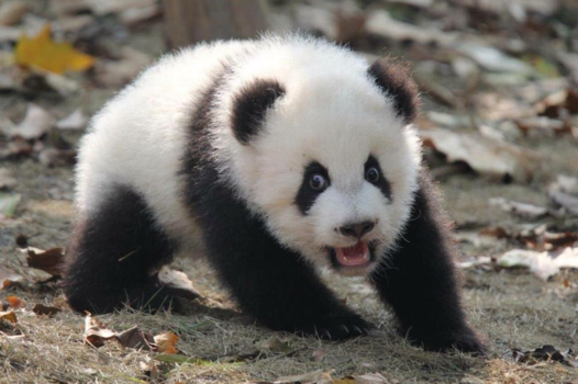 China - Panda in Chengdu