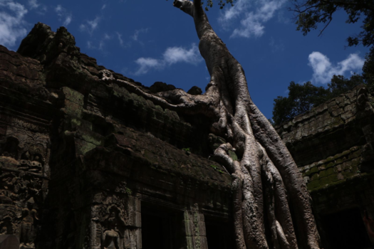 Angkor Wat - Nature takes over. Giga boom groeit op tempel.