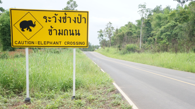 Thailand - Elephants Crossing