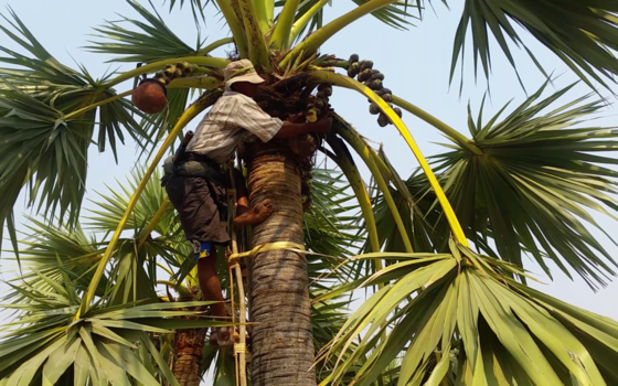 Myanmar - Toddy sap