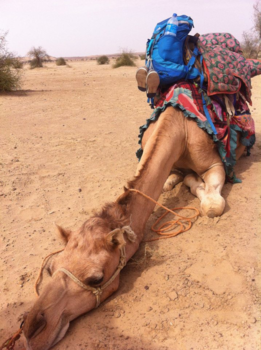 Jaisalmer - M'n vriend in de wildernis