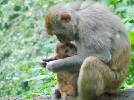 India - Shimla, India