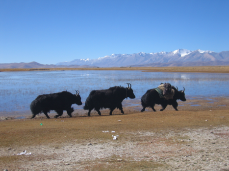 Tibet - yak....boter...vlees....yak yak yak