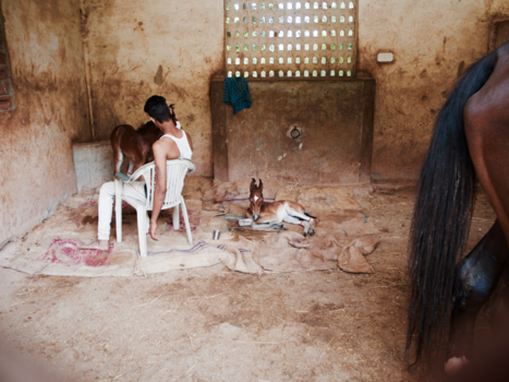 India - Tweeling veulentjes