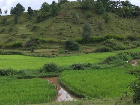 Myanmar - Sawa omgeving Kalaw