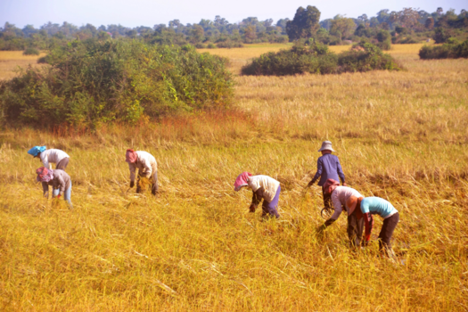 Rondreis Vietnam in twee weken - Werk in uitvoering