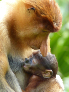 Rondreis door Maleisisch Borneo - Intens contact tussen moeder en kind neusaap!