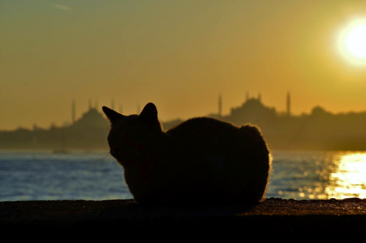 Turkije - Catlife!