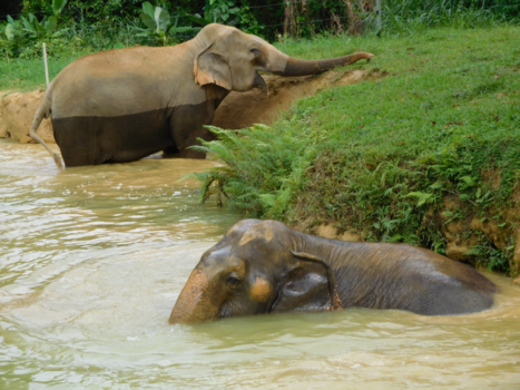 Rondreis Zuid-Thailand - De olifanten gingen heerlijk in bad!!