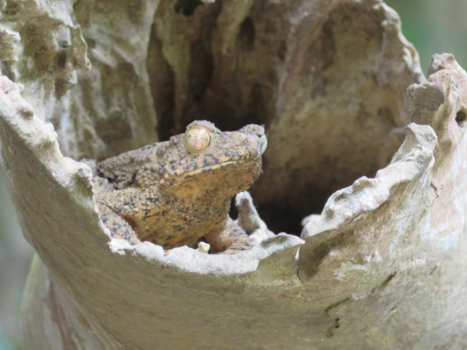 Thailand - Hoezo schutkleur ?